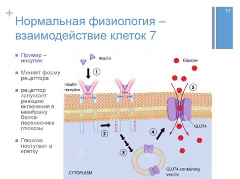Введение в физиологию человека. Часть 1 - презентация онлайн