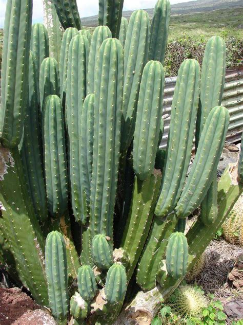 9 Types Of Poisonous Cactus