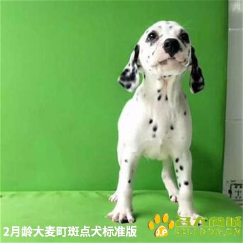 大麦町斑点狗幼犬 宠物斑点犬活体小狗 白底黑点斑点狗门店有售 全国速运 名犬商城