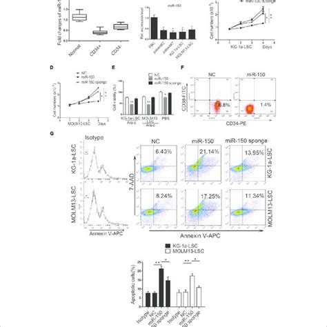 MiR 150 Regulates Several Self Renewal Genes In LSCs A Predicted