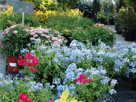 Low Maintenance Landscaping Plants