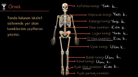 Destek Ve Hareket Sistemi Konu Anlat M Videolu Rnek Soru Z M