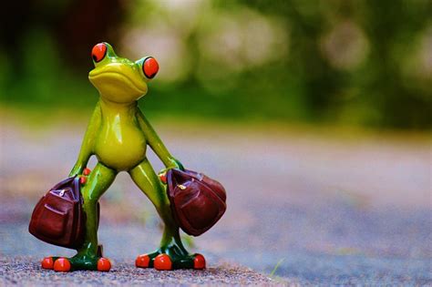 Zeit Zu Gehen Frosch Abschied Kostenloses Foto Auf Pixabay