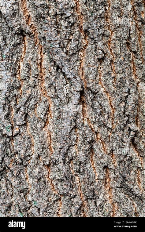 Textura Natural Corteza Rugosa En El Viejo Tronco De Rbol De Ceniza