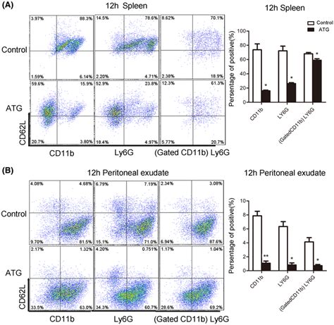 Atg Reduces The Expression Of The Neutrophil Surface Molecule Cd L