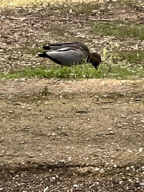 Australian Wood Duck From Thorndon Park Paradise Sa Au On May