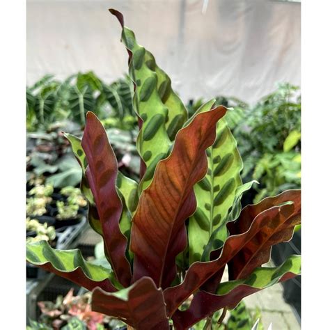 カラテア ランシフォリア インシグニス 105 12cmポット苗 観葉植物 Calathea Lancifolia Insignis Ki