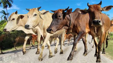 Sapi Lembu Jinak Di Kampung Berkeliaran Beramai Ramai Video Sapi