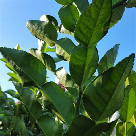 Limes - Fruit, Herbs and Vegetables