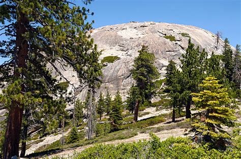 40+ Jeffrey Pine Yosemite Stock Photos, Pictures & Royalty-Free Images ...