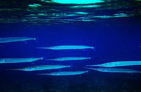 Фиджи — подробная информация о стране