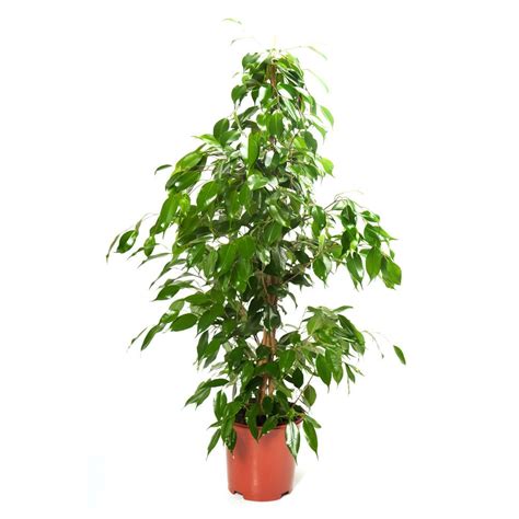 Ficus Plantă Ornamentală Lemnoasă Arborescentă Sau Agățătoare