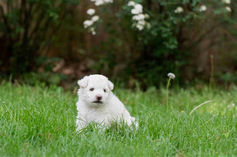 Pumi Puppies For Sale