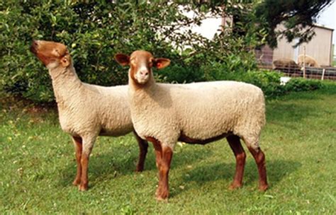 Tunis Sheep Breed Information, History & Facts - RaisingSheep.net