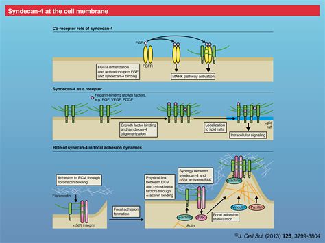Syndecan-4 signaling at a glance | Journal of Cell Science | The ... 