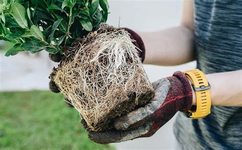 When Is The Best Time To Repot Outdoor Plants Storables