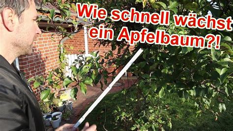 Apfelbaum Wachstum Pro Jahr Wie Schnell W Chst Ein Apfelbaum Im Jahr