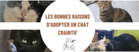 Les Bonnes Raisons Dadopter Un Chat Craintif