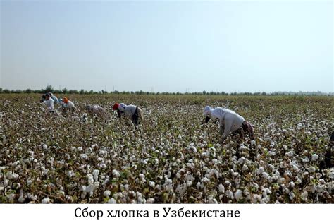 Узбекистан: географическое положение, история, основная информация ...