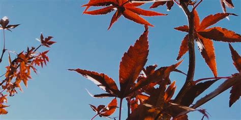 Does Cannabis Really Make Sex Better Cannabis Sciences