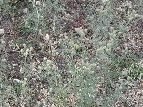 Plantago indica L. | Plants of the World Online | Kew Science