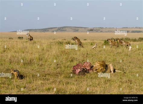 Lion Panthera Leo Male Feeding Surrounded By Hyenas Crocuta Crocuta