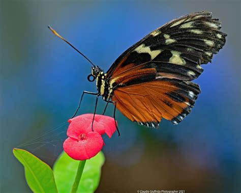 Heliconius Hecale Zuleika Juzaphoto