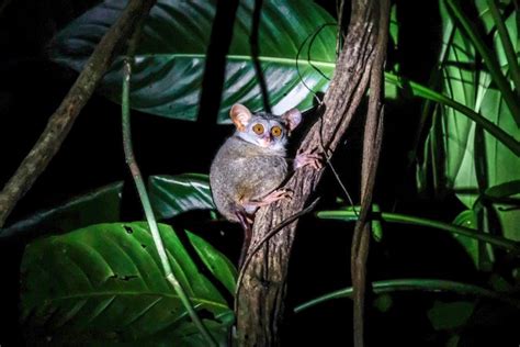 Pulau Siau Travel Guide: Visiting The Siau Island Tarsier In Sulawesi, Indonesia