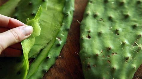 15 Best Health Benefits of Cactus Leaves – 15 Health Benefits