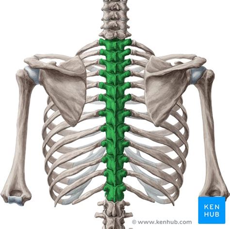 Brustwirbels Ule Bws Anatomie Gelenke Und Funktion Kenhub