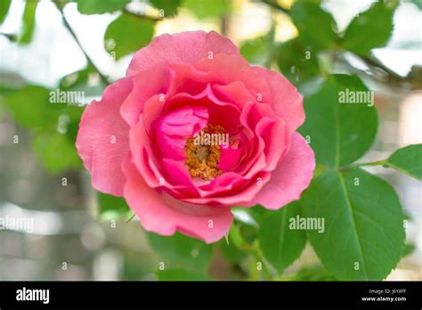 Pink rose bush Stock Photo - Alamy