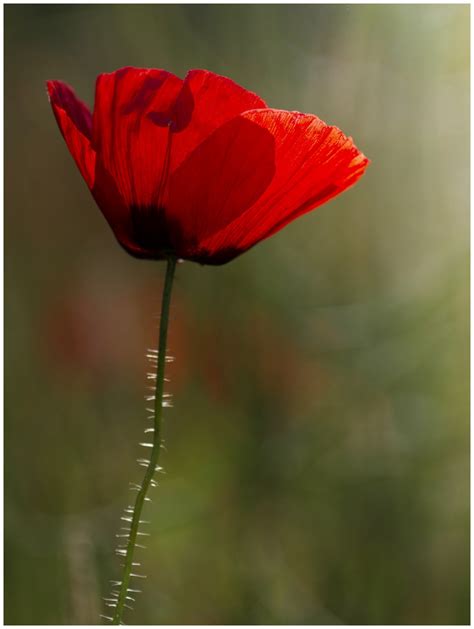 Kostenlose Foto Landschaft Natur Fotografie Blatt Blume