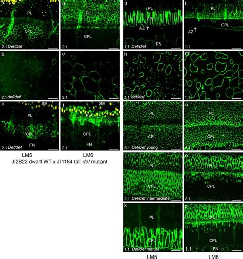 Micrographs Of Indirect Immunofluorescence Detection Of Pectic Epitopes