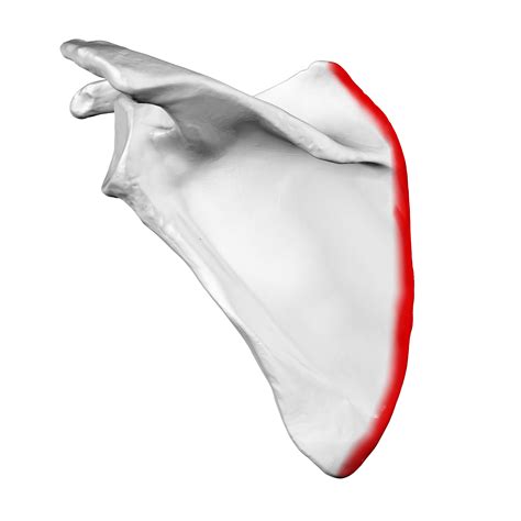 File:Medial border of left scapula01.png - Wikimedia Commons