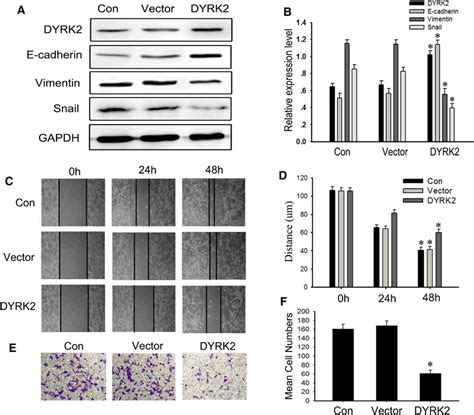 Overexpression Of Dyrk Inhibits Migration In U Mg Cells A Western