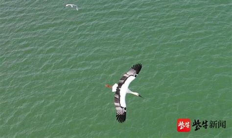 國家一級保護動物東方白鸛首現赤山湖 每日頭條