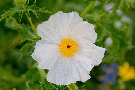 White Poppy Close-up - Buddy Hawkins