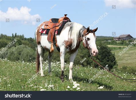 Paint Horse With Saddle Stock Photo 35762971 : Shutterstock