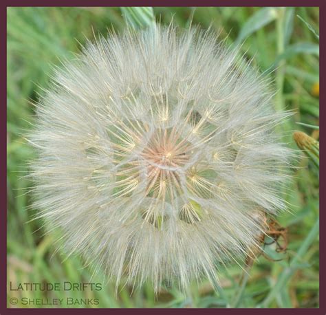 Prairie Wildflowers: Goat's Beard: Seed Globes