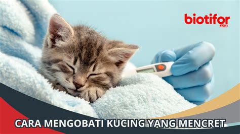 Cara Mengobati Kucing Yang Mencret Tips Dan Perawatan Biotifor