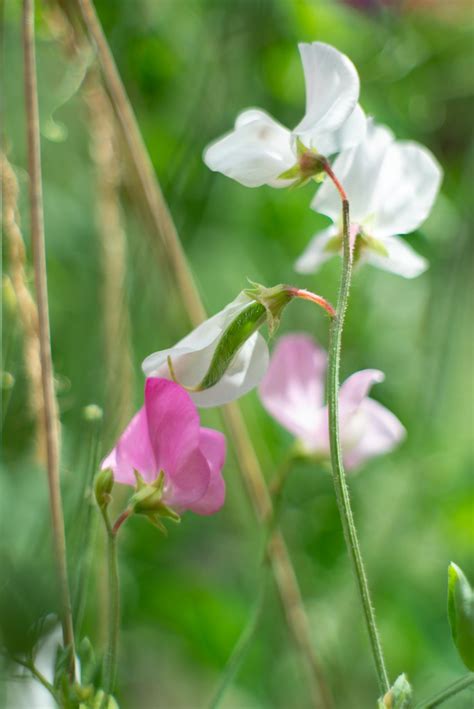 Blooming Sweet Pea S Sweet Pea Flowers Taken On A Nikon D8 Flickr