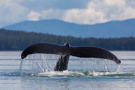 Humpback Whale Tail | Photos by Ron Niebrugge