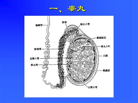 组织胚胎学课件组织胚胎学课件15 男性生殖系统word文档在线阅读与下载无忧文档