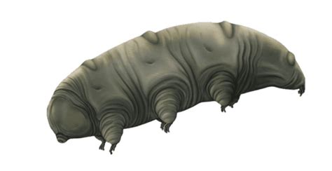 Scientists Discovered Tardigrades New Extreme Survival Skill Teknonel