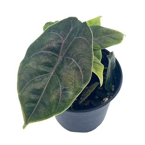 Alocasia Azlanii Jewel Alocasia Red Mambo Inch Rare Walmart