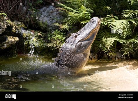 Captive alligator mating call Stock Photo - Alamy