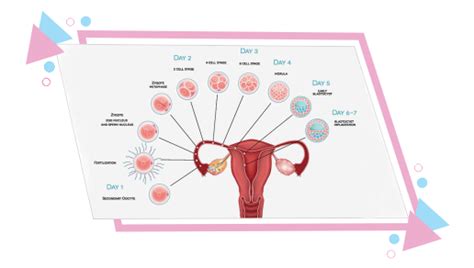 Blastocyst Treatment in Chennai - Blastocyst Transfer in Chennai 