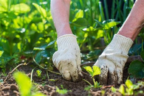 O Agricultor Cuida Das Plantas Na Horta Na Fazenda Conceito De