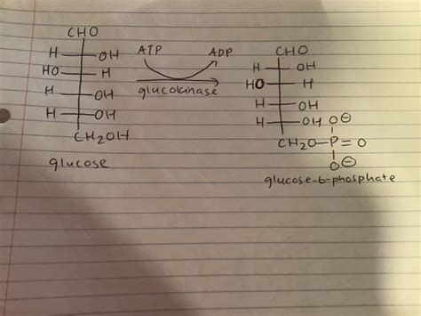 Solved Glucokinase, an enzyme involved in the catabolism | Chegg.com