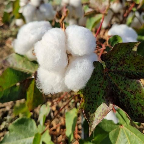 Marsala Cotone Biologico Siciliano Produzione Continuativa